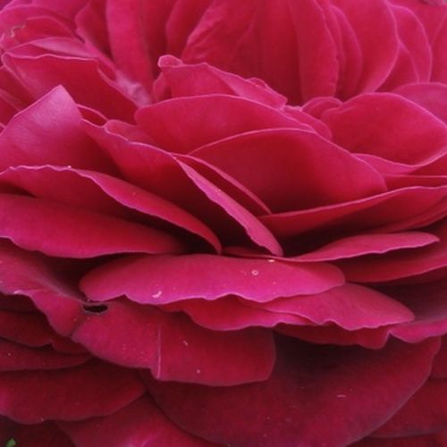 Rosa Proper Job - trandafir cu parfum intens - Trandafir copac cu trunchi înalt - cu flori tip trandafiri englezești - roz - Hans Jürgen Evers - coroană dreaptă - ,-